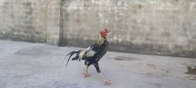 Malay Breed Rooster