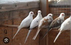 diamond pied doves or love birds