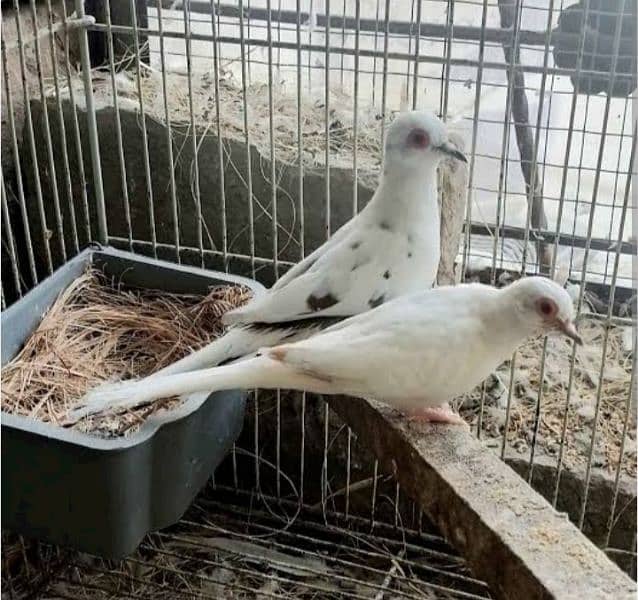 diamond pied doves or love birds 1