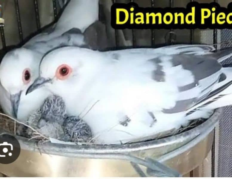 diamond pied doves or love birds 2