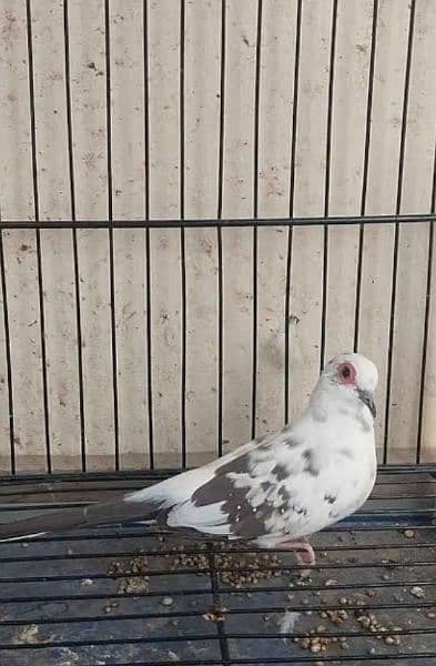 diamond pied doves or love birds 3