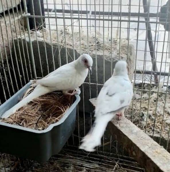 diamond pied doves or love birds 4