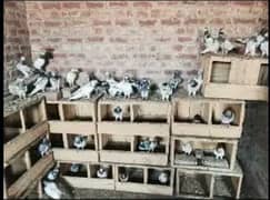 pigeons pairs are single  available