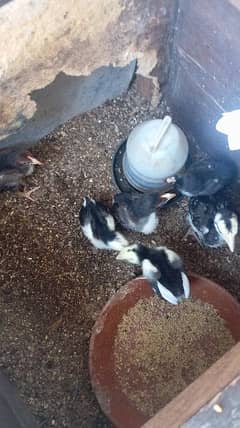 Aseel chicks for sale 0