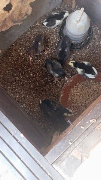 Aseel chicks for sale 3