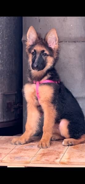 German shepherd 1