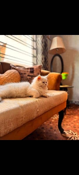 Persian Kitten for sale 2