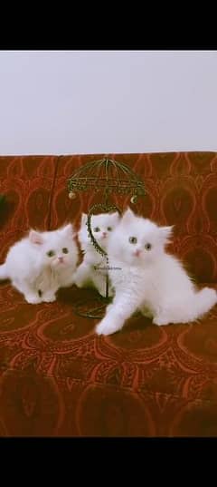 Persian Billi male or female version my WhatsApp 03188638101 0