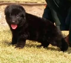 black German shepherd long coat male puupy for sal