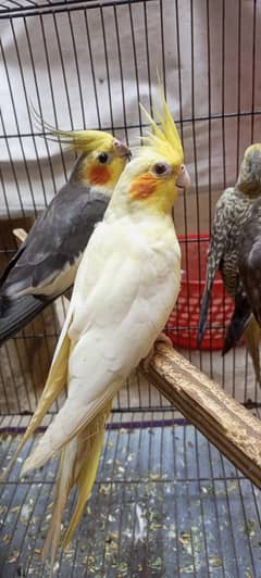 Cockatiel 4 piece for sale