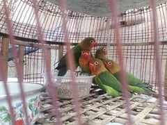 Lovebird 5 piece 3 female two male age 12 month