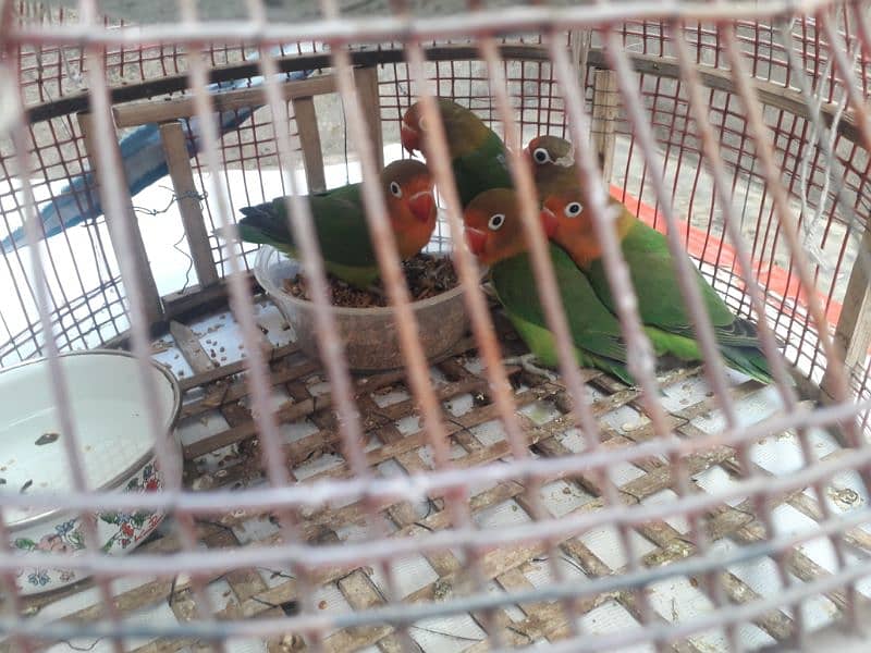 Lovebird 5 piece 3 female two male age 12 month 1