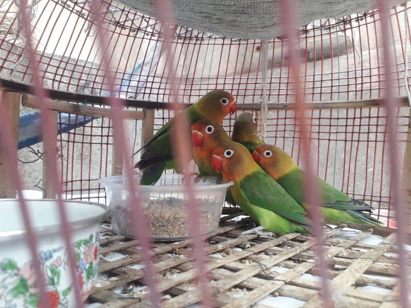 Lovebird 5 piece 3 female two male age 12 month 2