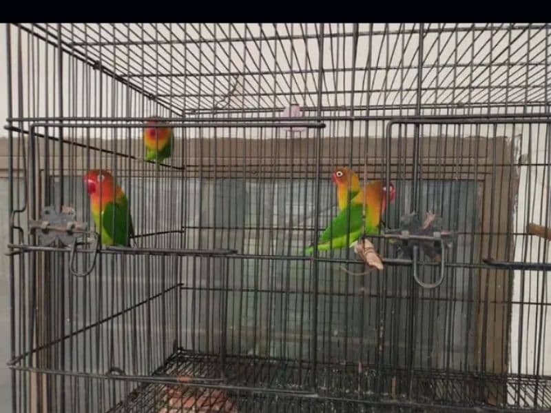 Lovebird 5 piece 3 female two male age 12 month 3