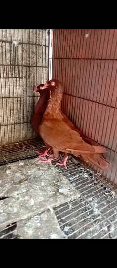 Danish fancy pigeon