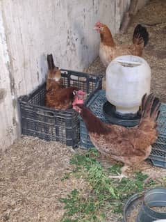 Egg laying Hens