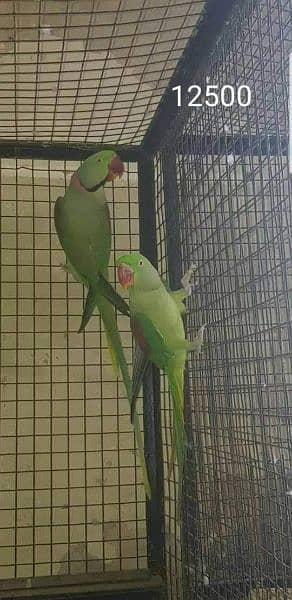 parrot for sale 1