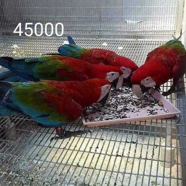 parrot for sale 2