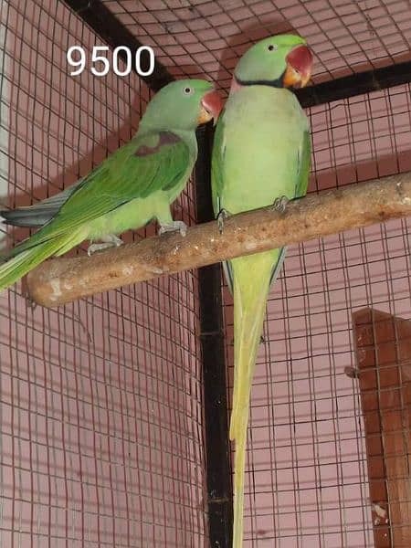 parrot for sale 3