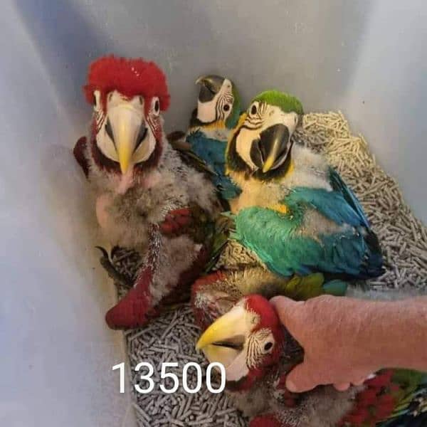 parrot for sale 4