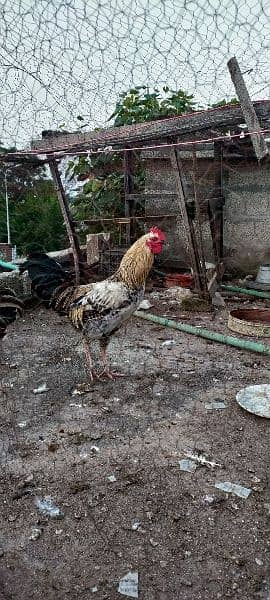 cock for sale 3