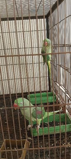 green parrot sale