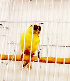 Irani Singing Canary Male for sale 0