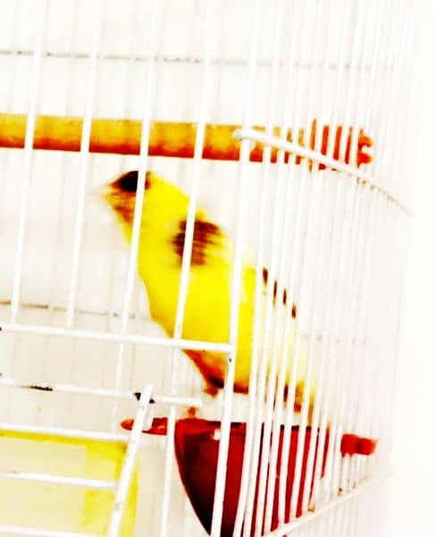 Irani Singing Canary Male for sale 1