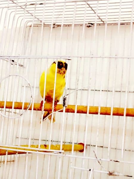 Irani Singing Canary Male for sale 2