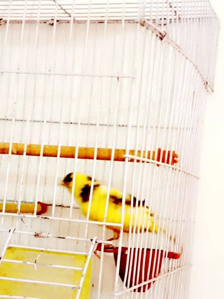 Irani Singing Canary Male for sale 3