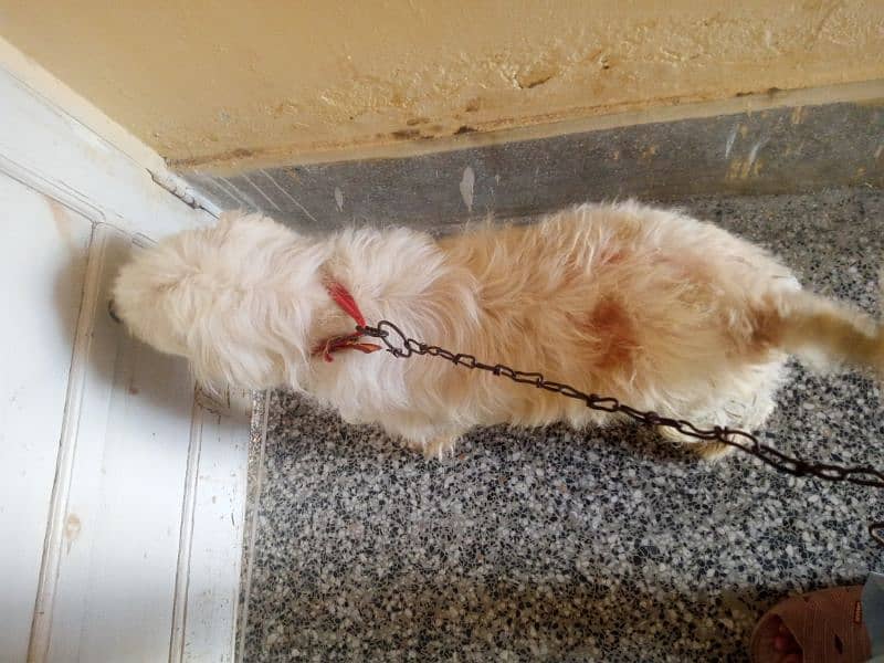 Russian poodle male dog available for sale 3