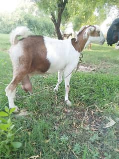 tidi cross bakri 03115094836 my contact