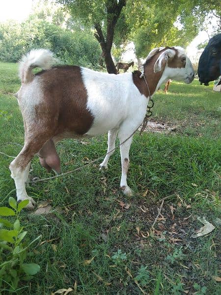 tidi cross bakri 03115094836 my contact 6