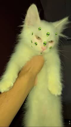 Persian kitten up for sale