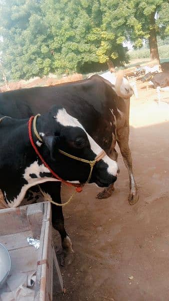 cow for sale in Rahim Yar Khan 0