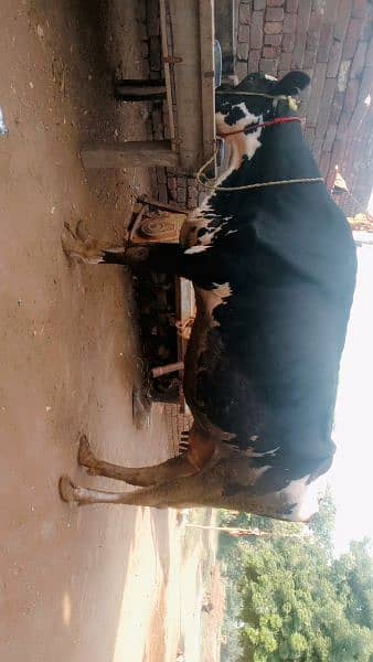 cow for sale in Rahim Yar Khan 1