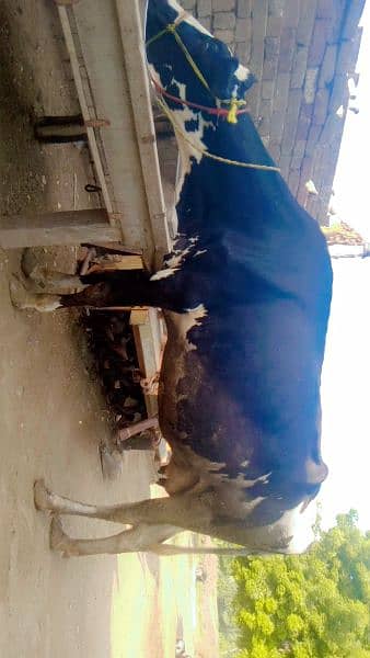 cow for sale in Rahim Yar Khan 2