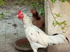 aseel hens available 2 male 1 female