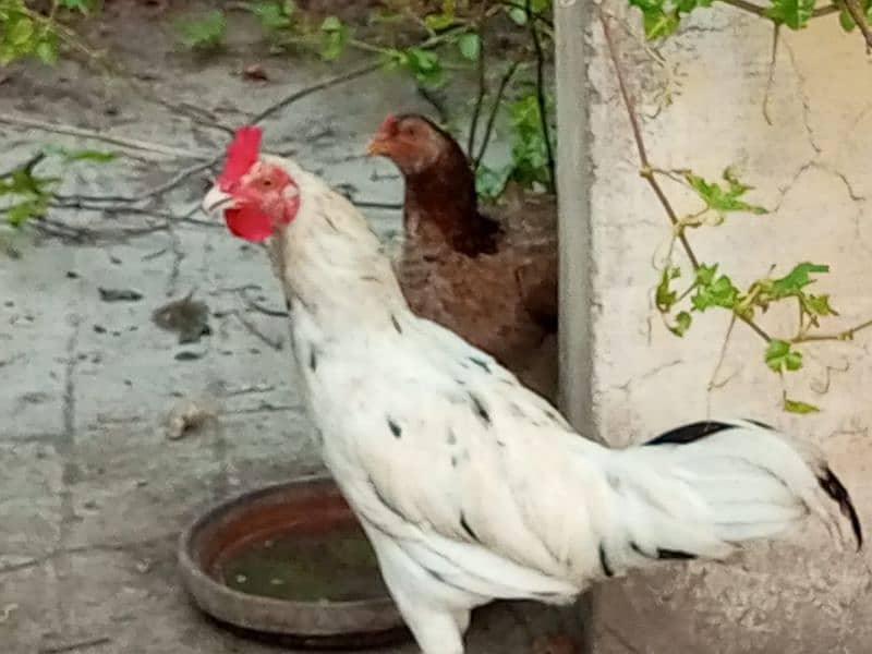 aseel hens available 2 male 1 female 0