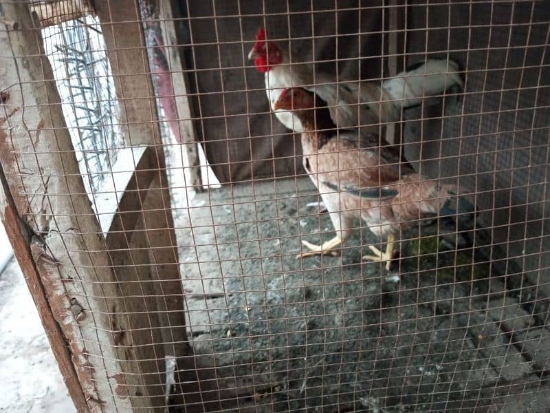 aseel hens available 2 male 1 female 1