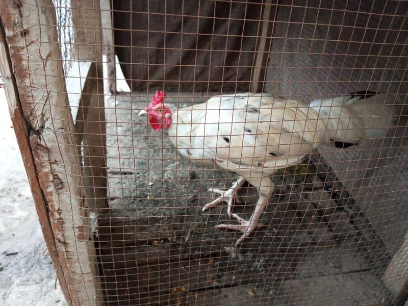 aseel hens available 2 male 1 female 2