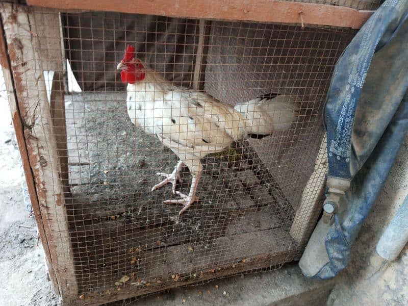 aseel hens available 2 male 1 female 3