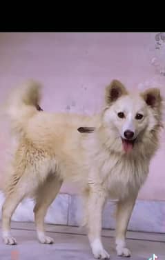 Russian dog/Black nose/snow white/toy breed/long coat dog.