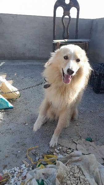 Russian dog/Black nose/snow white/toy breed/long coat dog. 2