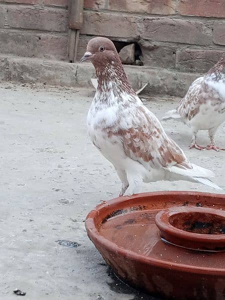 Sherazi Cross Male For Sale 500 Per Pcs 1