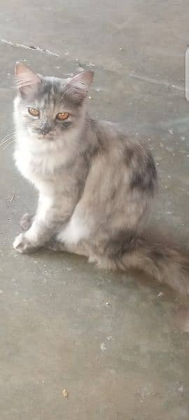 persian beautiful cat 2