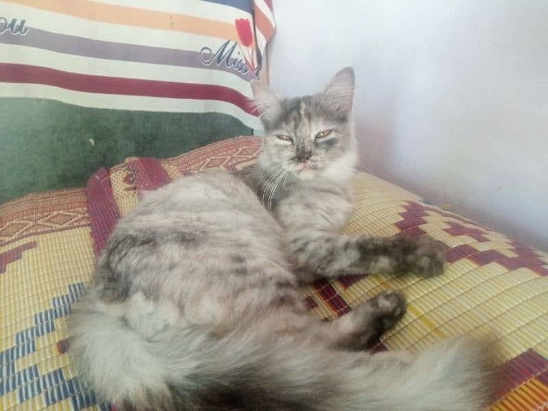 persian beautiful cat 3