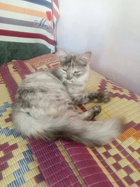 persian beautiful cat 4