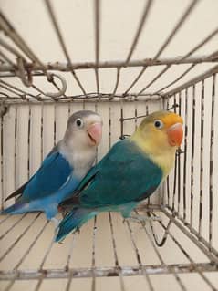 Love Birds for sale