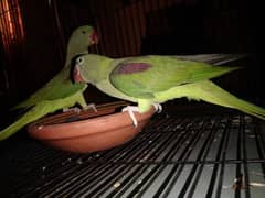 Kashmir Female Raw parrot jampo Size